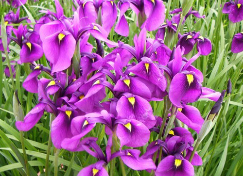紫花鳶尾